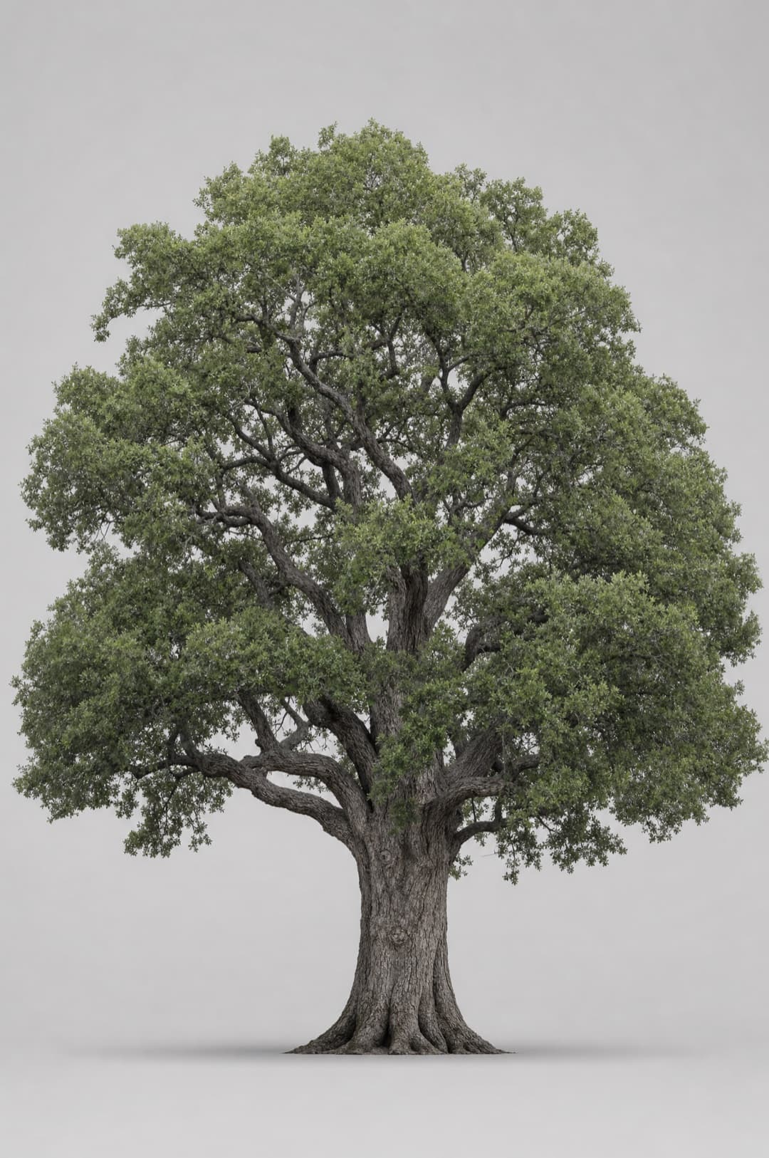 A mature live oak tree being measured for holiday lighting